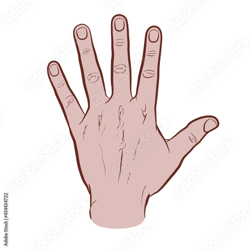 The back of the hand, colored version. Flat vector drawing isolated on white background, EPS 8.