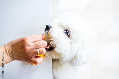 white dog trying to eat yellow pancake with cream from the table copyspace