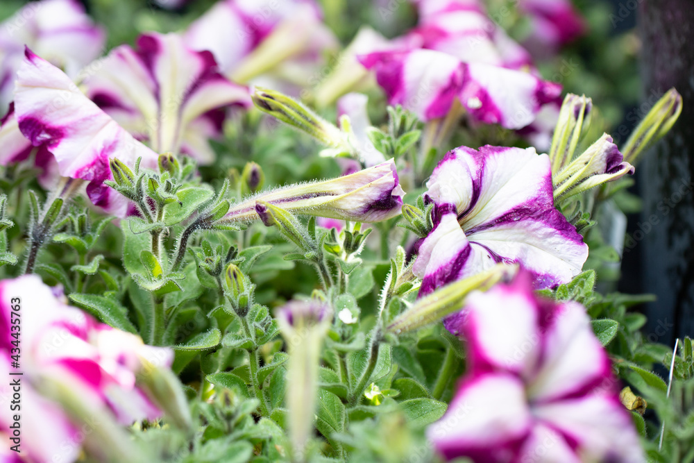 Macro Photography of Petunia flower Macro Photography of Petunia flower