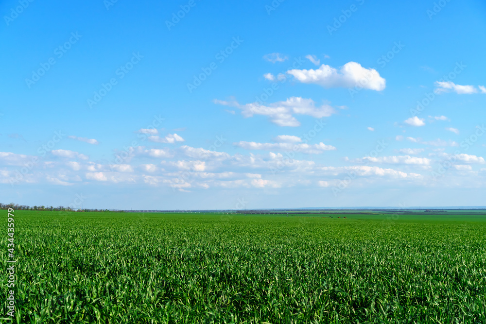 Field for growing young wheat, barley, rye. Young green wheat sprouts of grain crops. Agricultural land. Field for growing young wheat, barley, rye. Young green wheat sprouts of grain crops. Agricultural land.