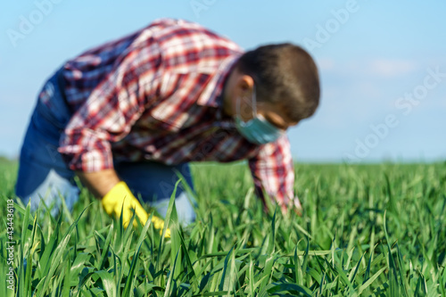 a man as a farmer poses in a field, dressed in a plaid shirt and jeans, protective face mask and rubber gloves, checks and inspects young sprouts crops of wheat, barley or rye, or other cereals