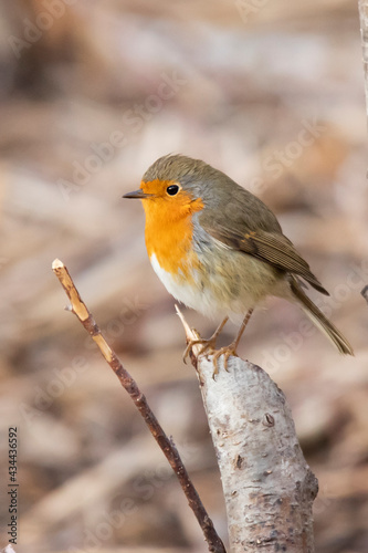 small robin bird on the tree branch 