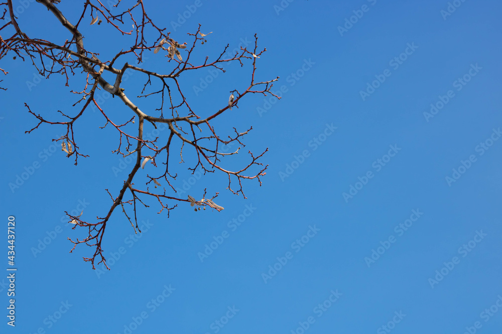 Bare tree branches against the blue sky on a spring day Bare tree branches against the blue sky on a spring day