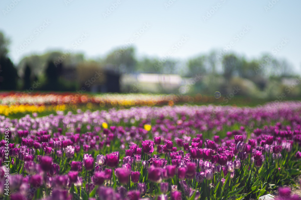 Selective focus shot of a purple tulip with a blurred background