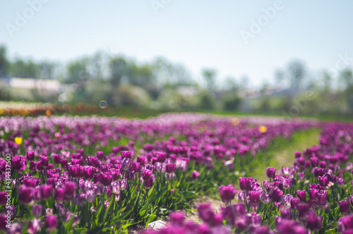 Selective focus shot of a purple tulip with a blurred background