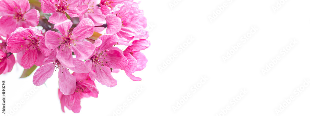 Dark pink cherry blossom flowers