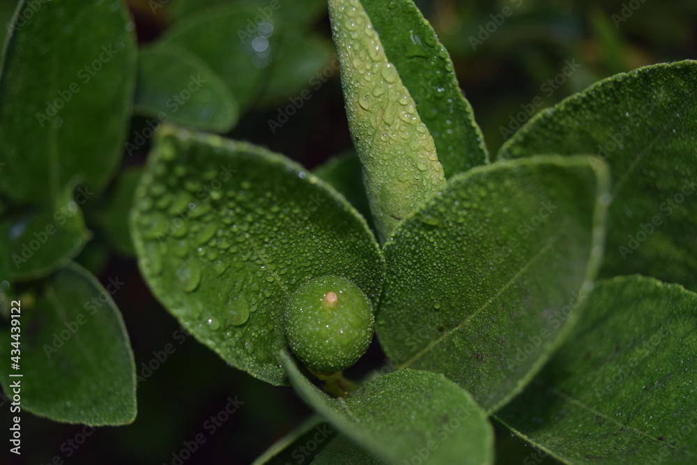 Lime surrounded by leaves Lime surrounded by leaves