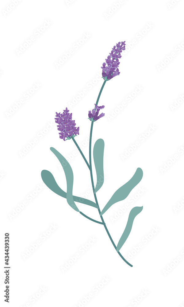 Obraz premium cute lavender branch flowers
