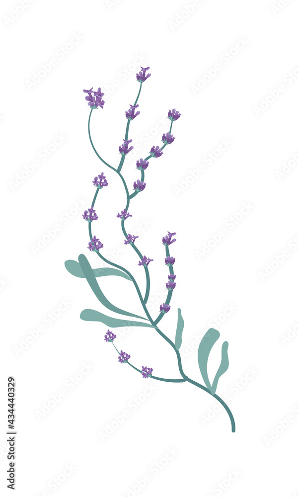 beautiful lavender branch flowers