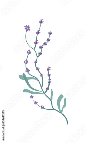 beautiful lavender branch flowers