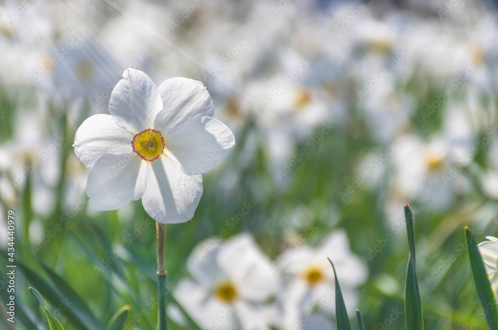 Beautiful delicate narcissus flowers, white daffodils in the park or garden in sunny spring day. Selective focus Beautiful delicate narcissus flowers, white daffodils in the park or garden in sunny spring day. Selective focus