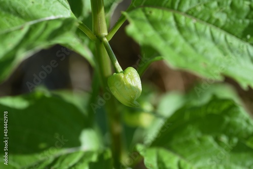 Chinese lantern plant (Winter cherry ) flowers. Solanaceae toxic and medicinal plant.