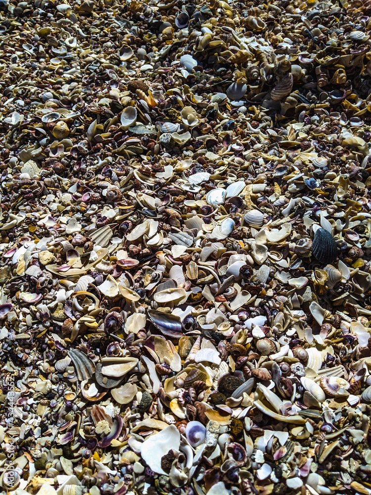 Beach of seashells