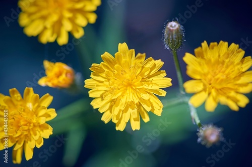 yellow flowers and blue sky
