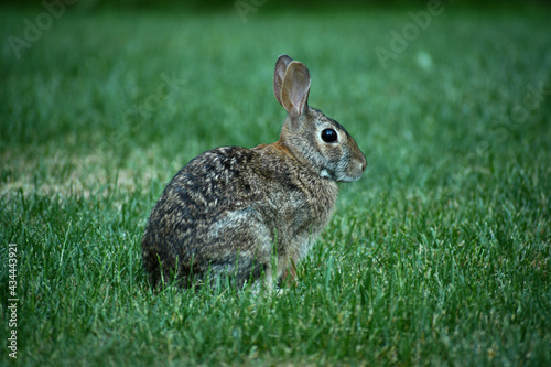 Baby rabbit in the grass © Andy