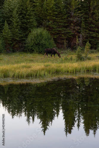 moose on river © Josi