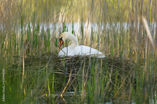 Fototapeta Naklejka Na Ścianę i Meble -  Nesting swan. Mute swan, Cygnus olor, perched on nest built on large reeds mound. Beautiful white bird warms up eggs in nest near pond bank. Spring in wild nature. Swan in natural habitat.