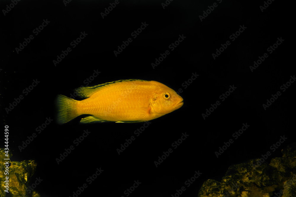 Aquarium fish on a dark background. Electric Yellow Afican Cichlid fish - Labidochromis caeruleus Aquarium fish on a dark background. Electric Yellow Afican Cichlid fish - Labidochromis caeruleus