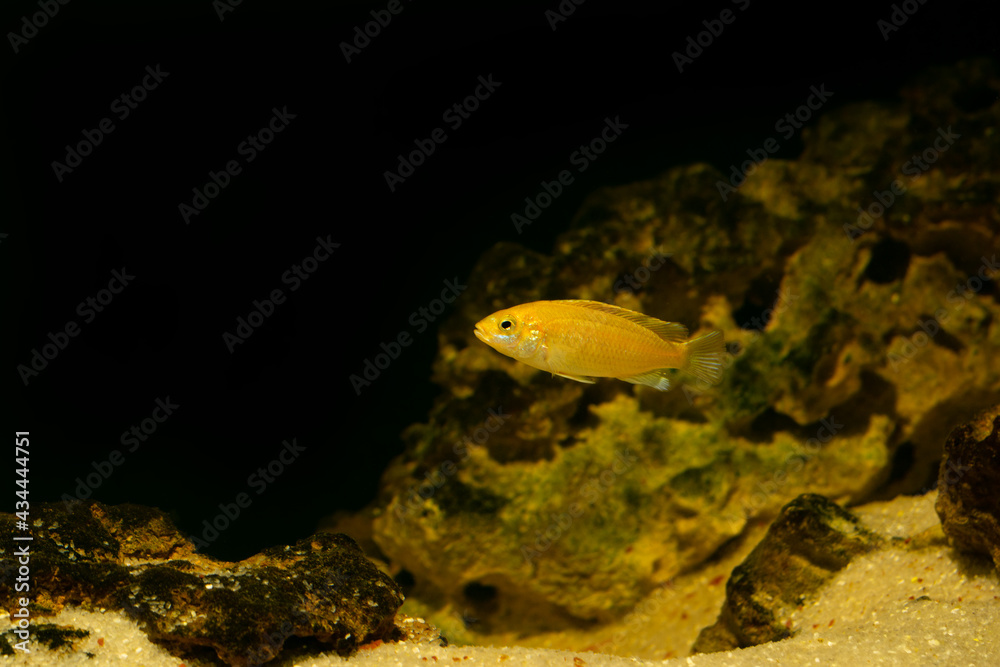 Aquarium fish on a dark background. Electric Yellow Afican Cichlid fish - Labidochromis caeruleus Aquarium fish on a dark background. Electric Yellow Afican Cichlid fish - Labidochromis caeruleus