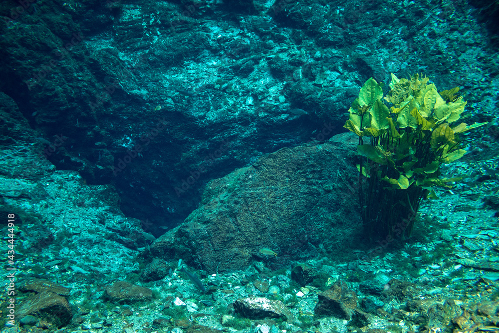 Obraz premium coral reef with fish