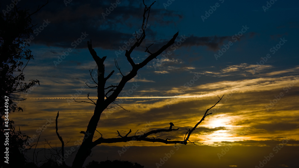 Fototapeta premium Lever de soleil derrière un arbre mort à contre jour 