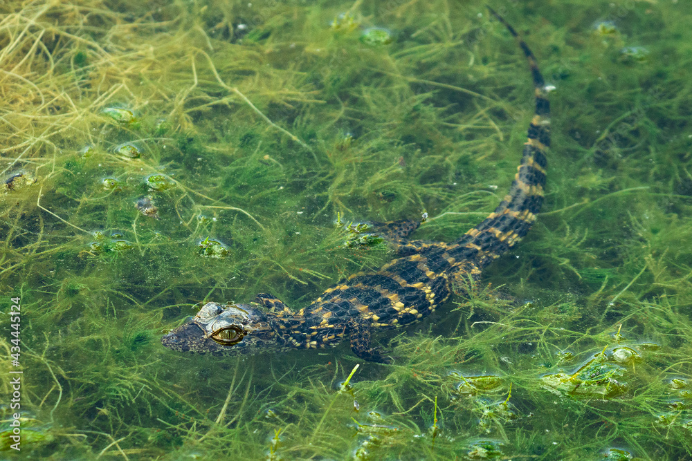 alligator in the swamp alligator in the swamp