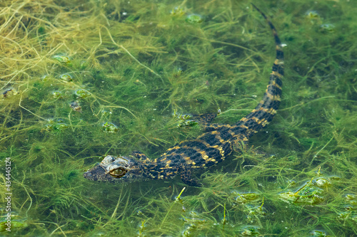 alligator in the swamp