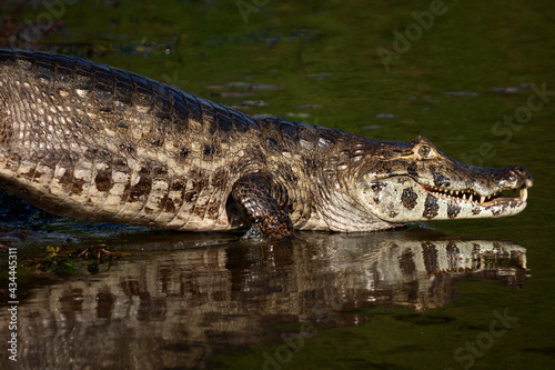 crocodile in the water