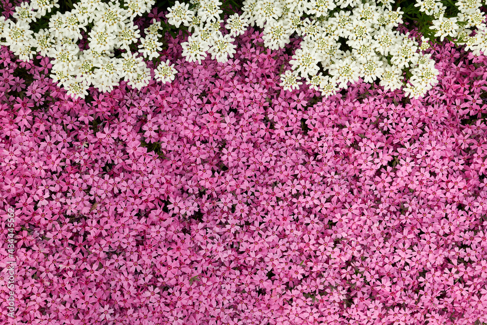 Moss pink, creeping phlox or phlox subulata flowers background close up, top view.