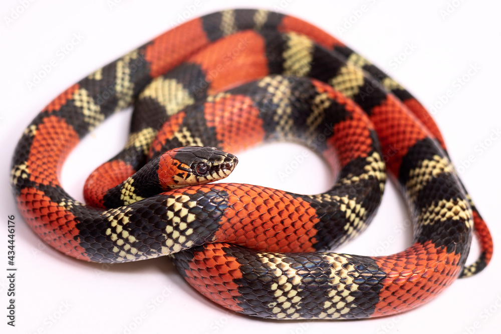 Naklejka premium a coral snake on white background
