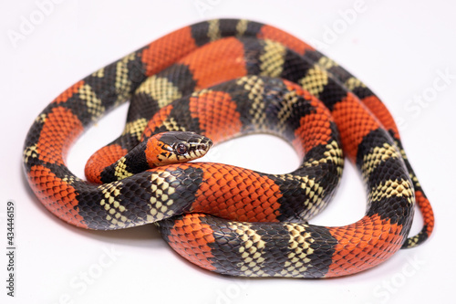 a coral snake on white background