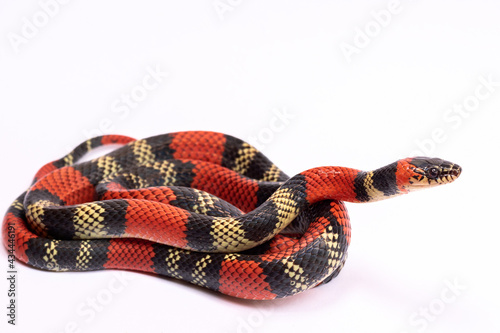 a coral snake on white background