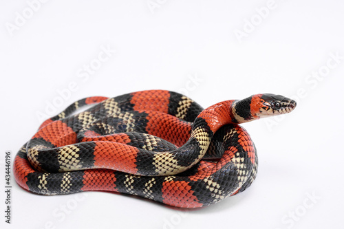 a coral snake on white background