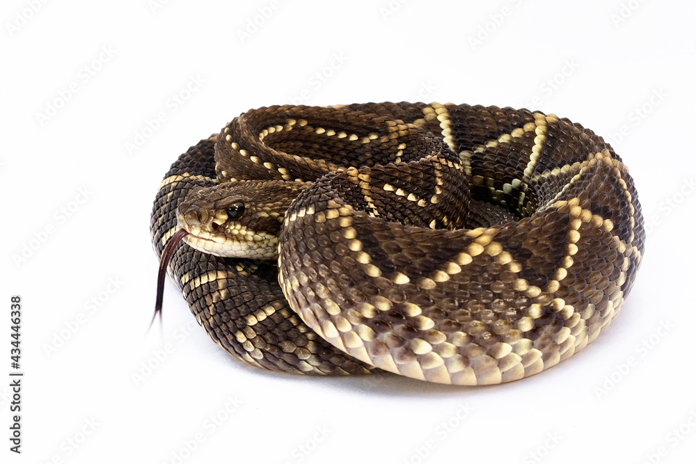 Obraz premium rattlesnake on whitebackground