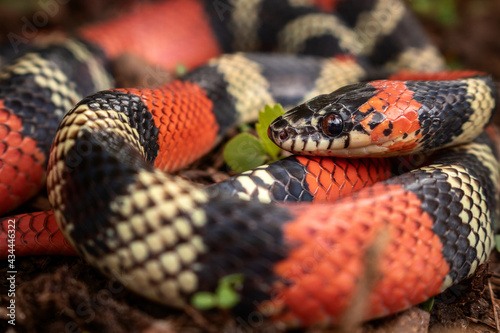 close up of a coral snake