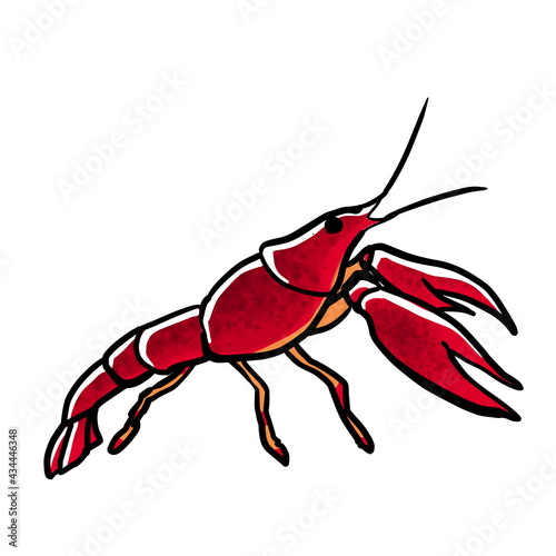 Simple and realistic crayfish illustration