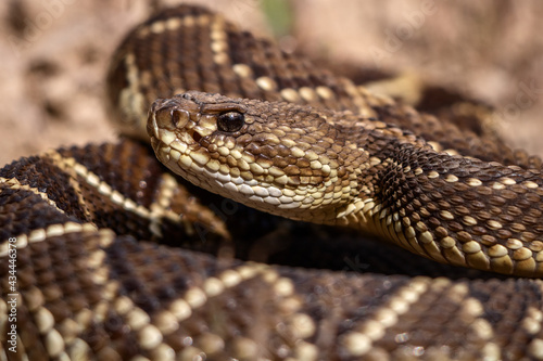 close up of a rattlesnake