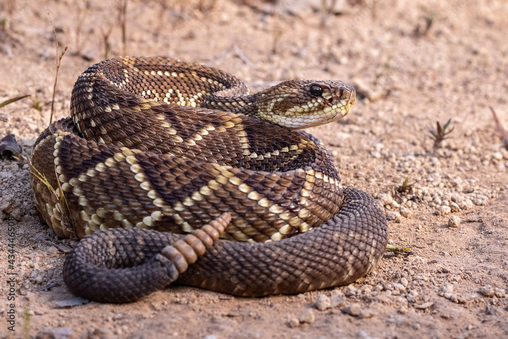 Fototapeta premium rattlesnake