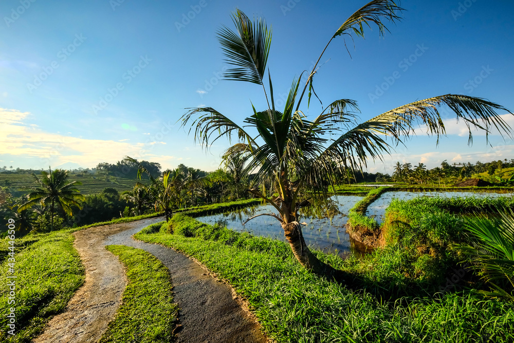 Path through the rice-fields of Jatiluwih, Bali Path through the rice-fields of Jatiluwih, Bali