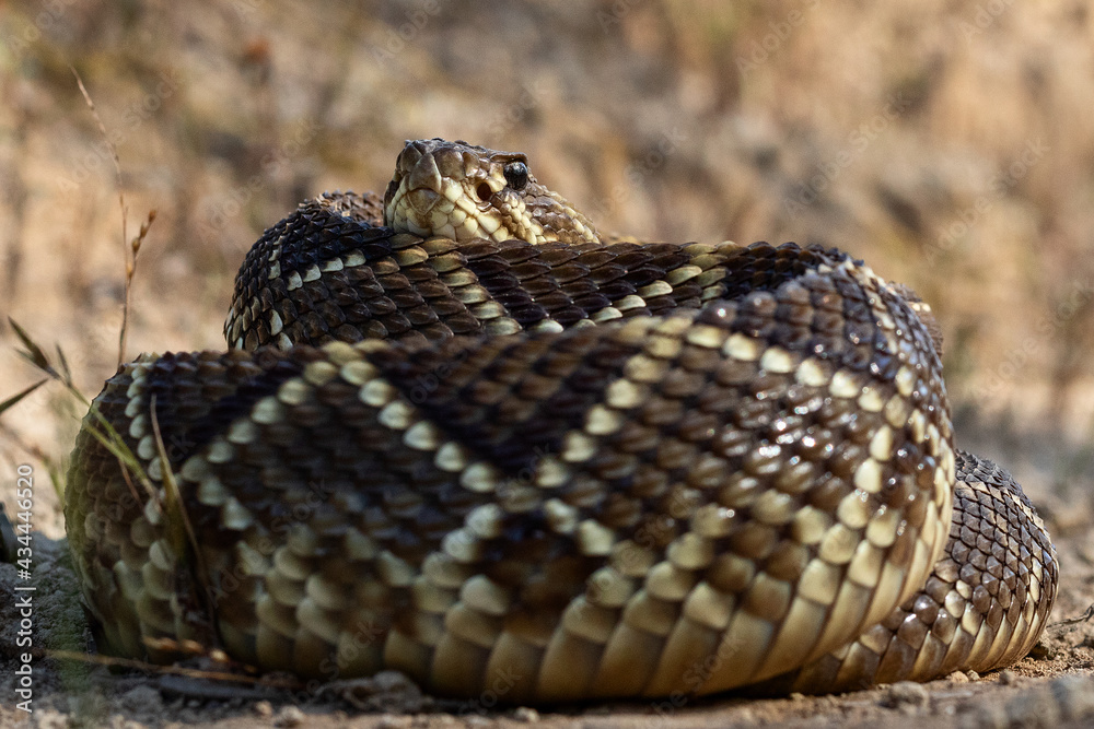 Obraz premium close up of a rattlesnake
