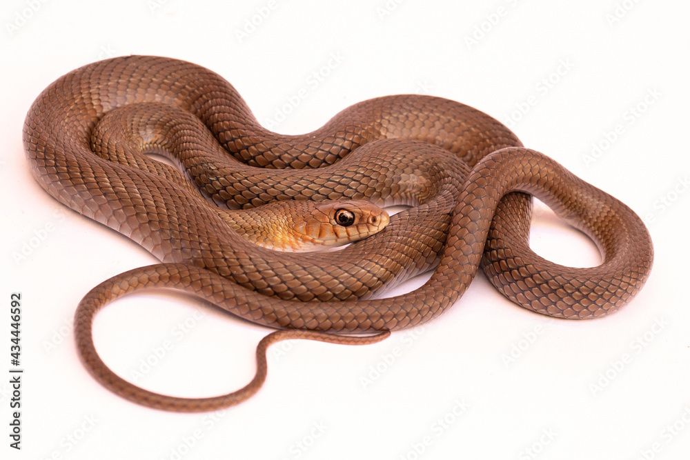 Naklejka premium snake on white