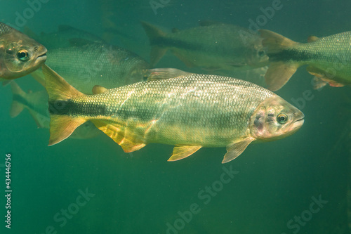 Fototapeta Naklejka Na Ścianę i Meble -  fish in the water
