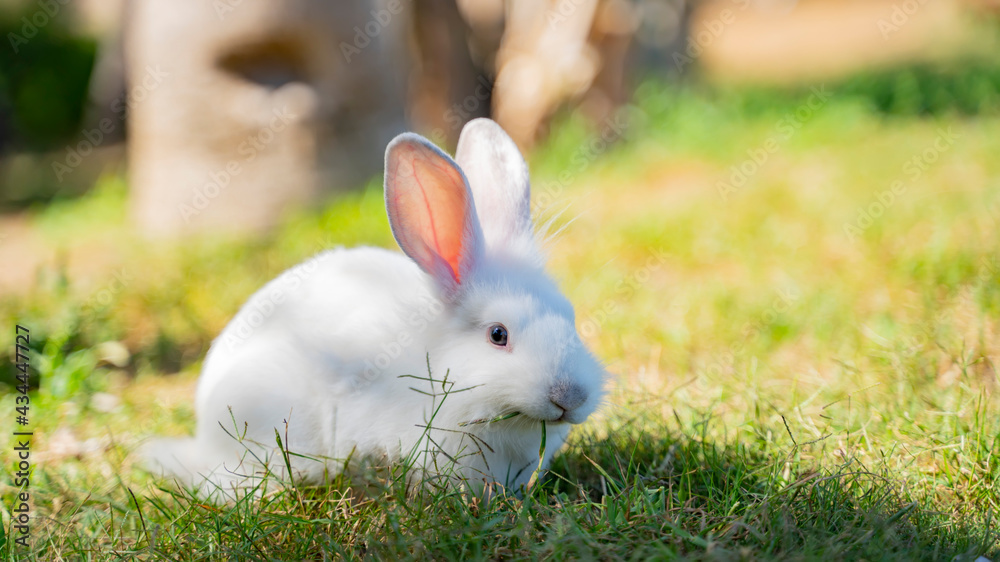 white hare bunny in the grass 