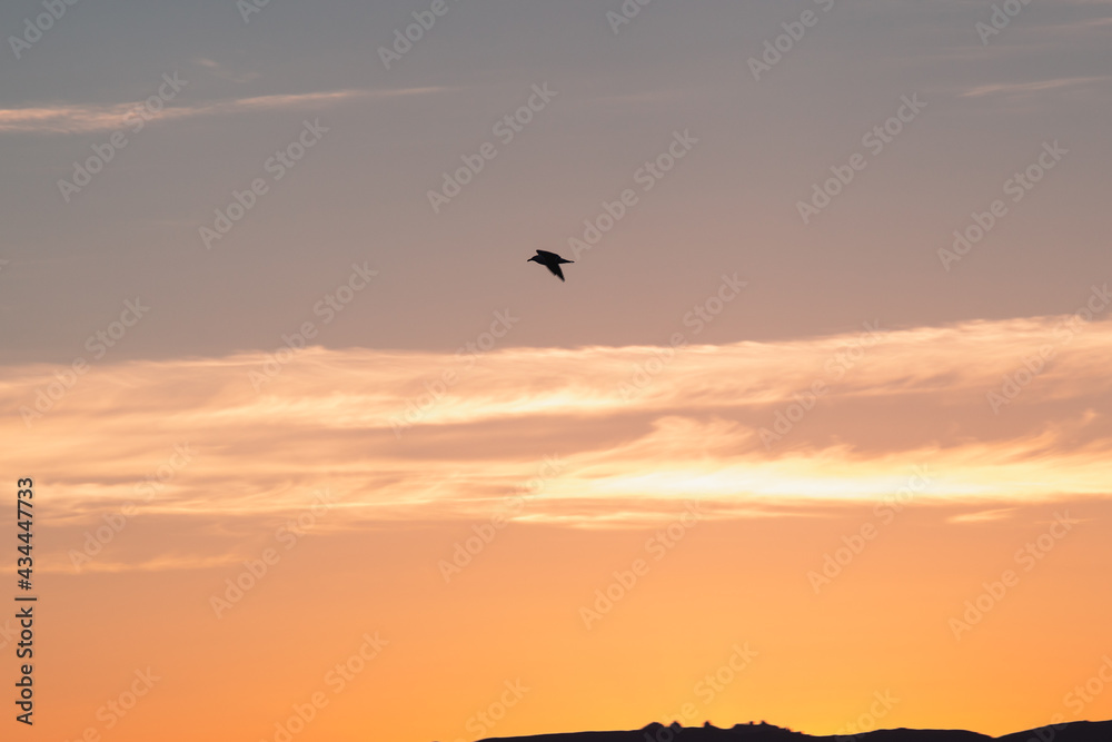 Silhouette of a bird flying over the beach of Poetto and sunrise
