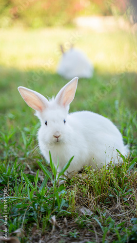white hare bunny in the grass 