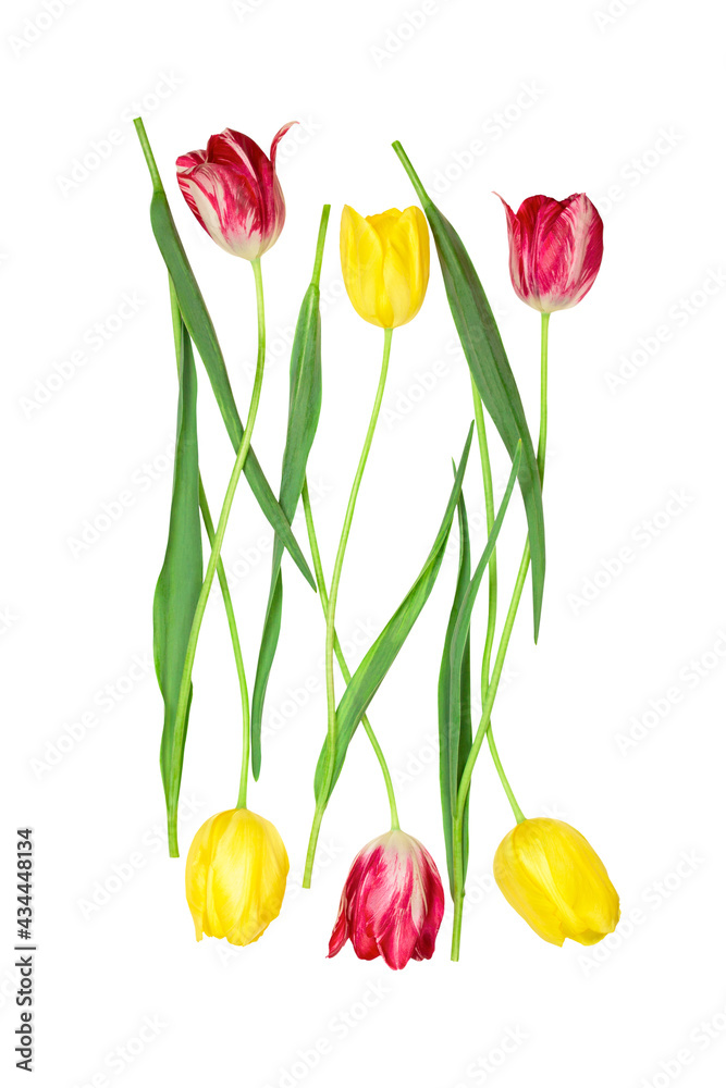 Naklejka premium Pattern from red and yellow tulips isolated on a white background. Vertical photo, flatlay.