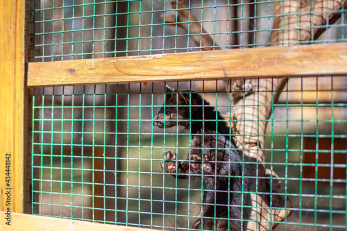 Small black animal European mink in a cage, behind bars.