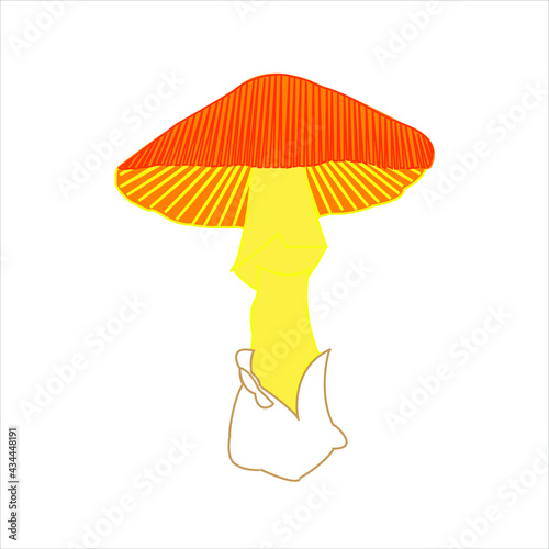 Reino fungi hongos comestibles amanita caesarea vector