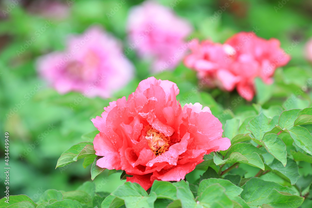 Beautiful Peony in the botanical garden, North China Beautiful Peony in the botanical garden, North China