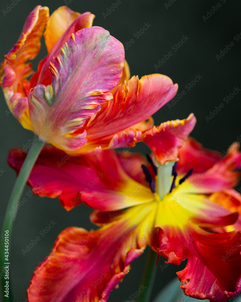 Obraz premium Close up red parrot tulip